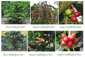 กาแฟโรบัสตาและอะราบิกา