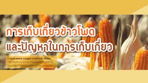 การเก็บเกี่ยวข้าวโพดและปัญหาในการเก็บเกี่ยว