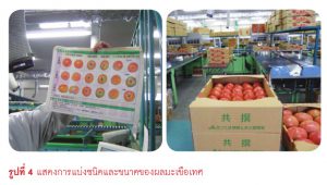 การแบ่งชนิดและขนาดของผลมะเขือเทศ