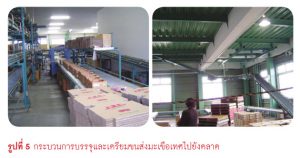 การบรรจุและเตรียมขนส่งมะเขือเทศไปยังตลาด