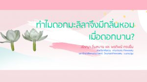 ทำไมดอกมะลิลาจึงมีกลิ่นหอมเมื่อดอกบาน?