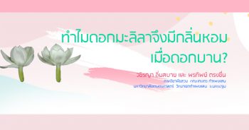 ทำไมดอกมะลิลาจึงมีกลิ่นหอมเมื่อดอกบาน?