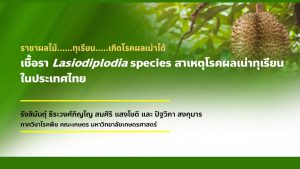 เชื้อรา Lasiodiplodia species สาเหตุโรคผลเน่าทุเรียน ในประเทศไทย