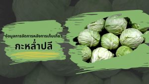 กะหล่ำปลี