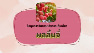 ลิ้นจี่