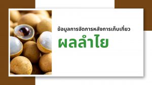 ข้อมูลการจัดการหลังการเก็บเกี่ยวผลลำไย