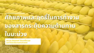 ความต้านทานในมะม่วง