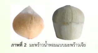 มะพร้าวน้ำหอมแบบมะพร้าวเจีย