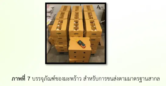 บรรจุภัณฑ์ของมะพร้าว สำหรับการขนส่งตามมาตรฐานสากล